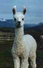 White llama